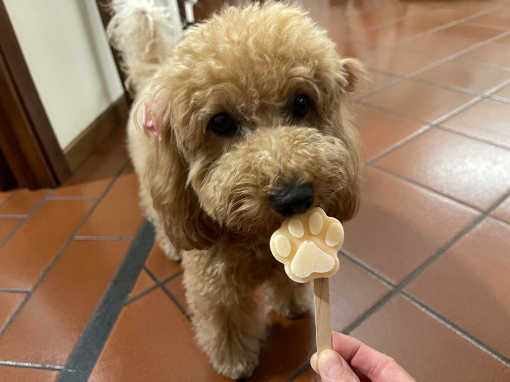 gelato per cani con melone e yogurt